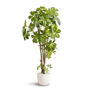 Planta de Schefflera Artificial Premium